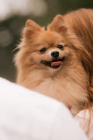 Pomeranian with its tongue out