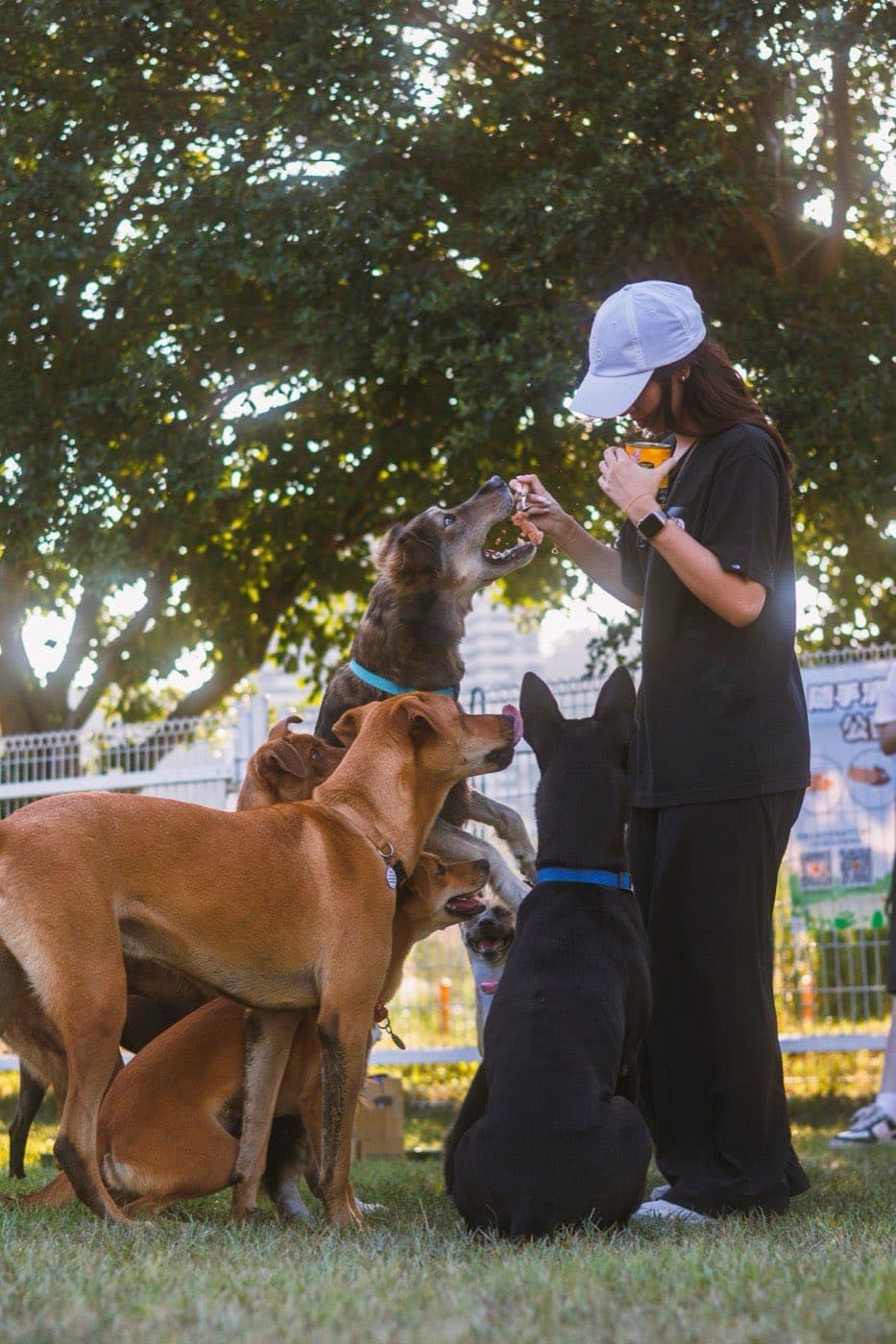 One handler walking several dogs at once through a sunny park